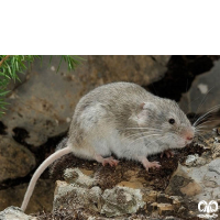 گونه ول برفی European Snow Vole